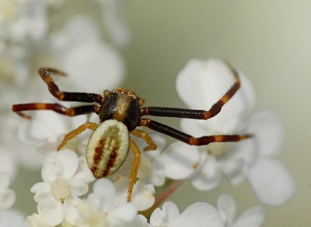 Misumena vatia male